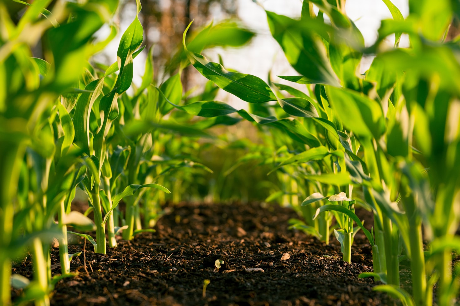 Sustainable farming